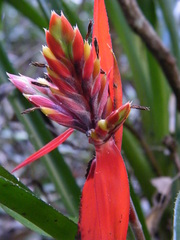 Aechmea tillandsioides