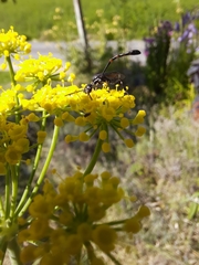 Evanioidea