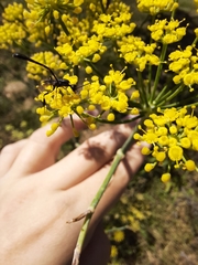 Evanioidea
