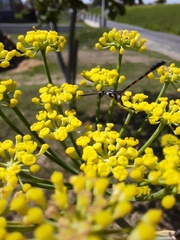 Evanioidea