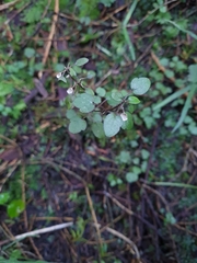 Scutellaria novae-zelandiae