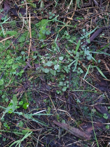 Image of New Zealand Skullcap (Scutellaria novae) by no rights reserved