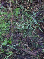 Scutellaria novae-zelandiae