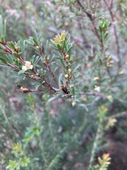 Micrantheum hexandrum