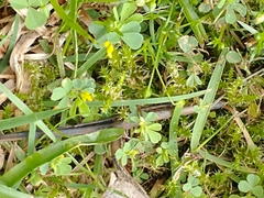 Trifolium micranthum