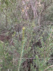 Micrantheum hexandrum