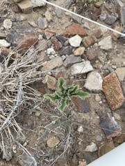 Chamaesaracha sordida