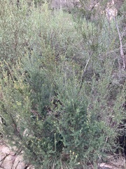 Micrantheum hexandrum