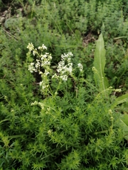 Galium mollugo