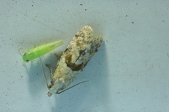 Cochylidia heydeniana