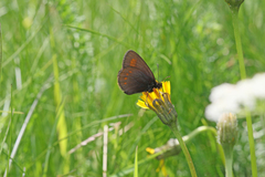 Erebia pharte