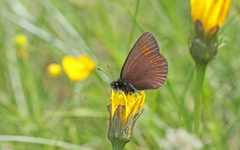 Erebia pharte