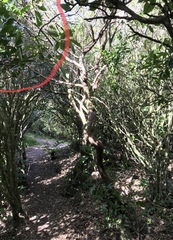 Corynocarpus laevigatus