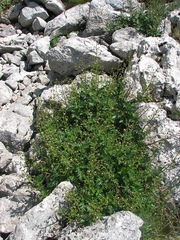 Scrophularia heterophylla