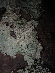 Heterodermia obscurata