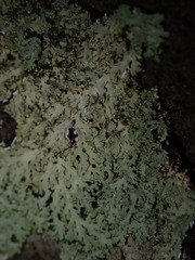 Heterodermia obscurata
