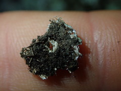 Heterodermia obscurata