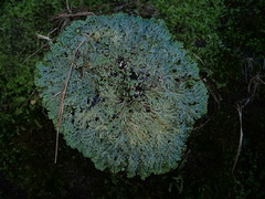 Heterodermia obscurata