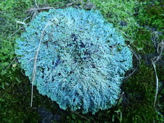 Heterodermia obscurata