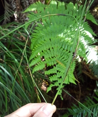 Costularia melicoides