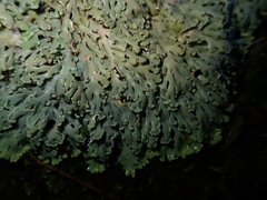 Heterodermia obscurata