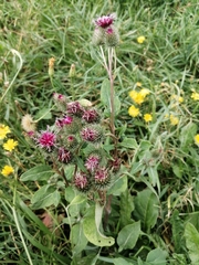Arctium tomentosum