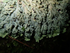 Heterodermia obscurata