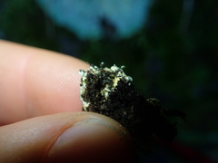 Heterodermia obscurata