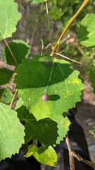 Harmandiola tremulae