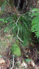 Costularia melicoides