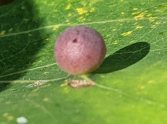 Harmandiola tremulae