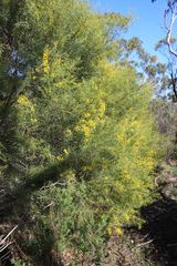 Acacia euthycarpa