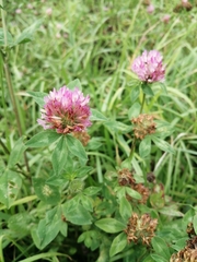 Trifolium pratense