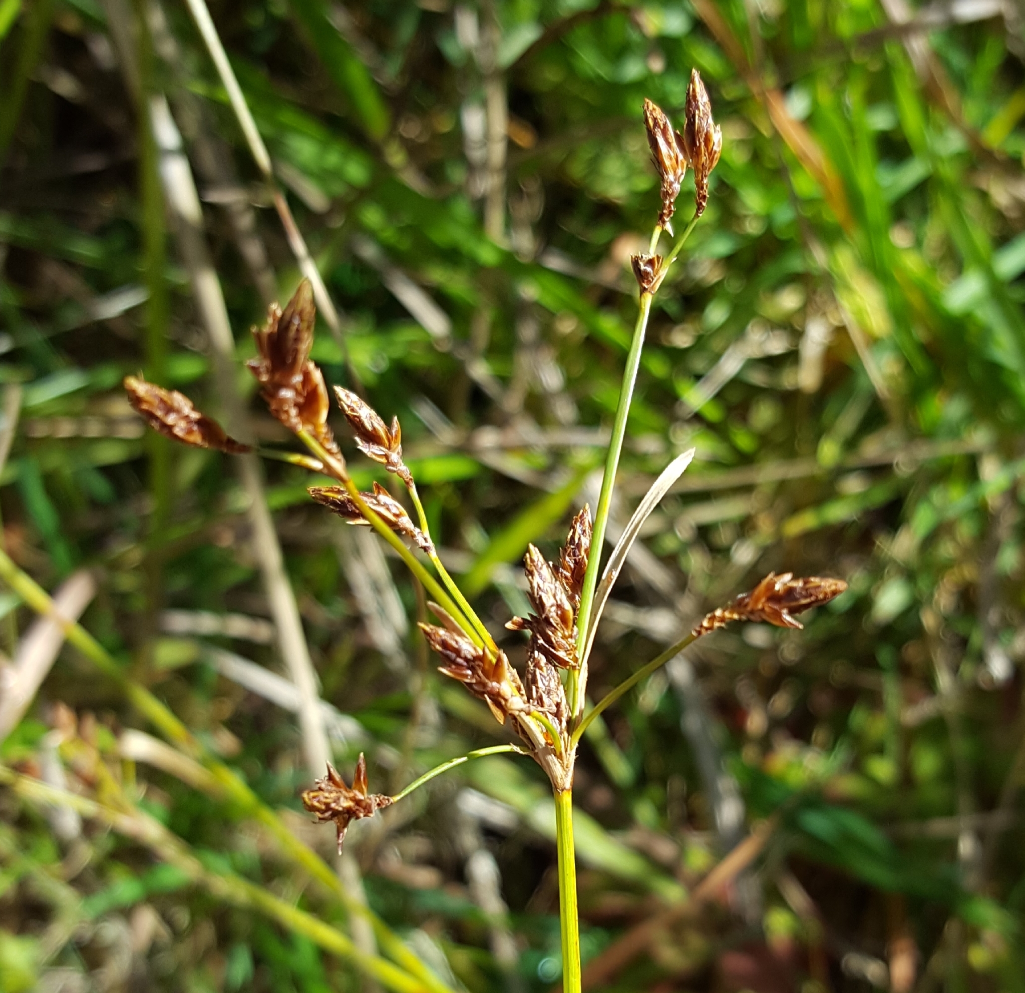 (c) François Rousseu, certains droits réservés (CC BY-NC) https://www.inaturalist.org/observations/89041547