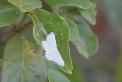 Idaea elongaria