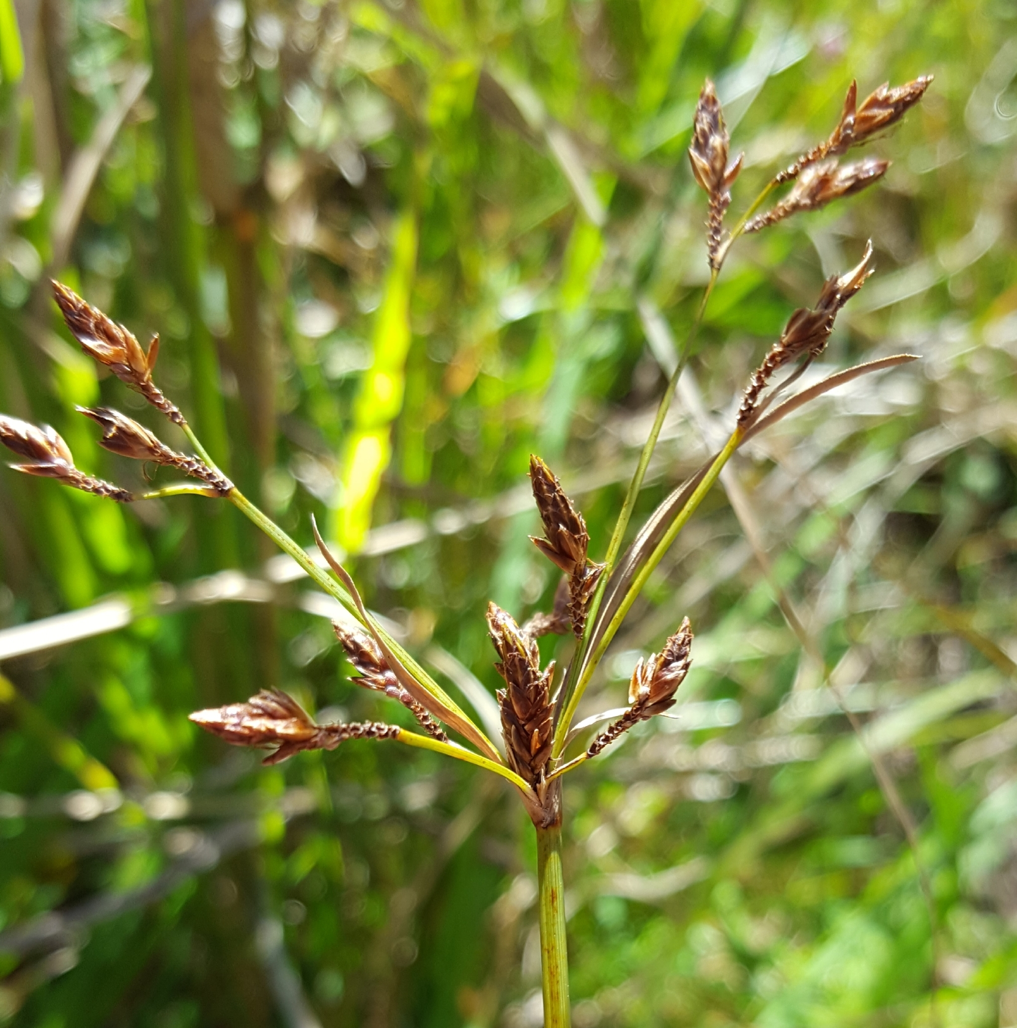 (c) François Rousseu, certains droits réservés (CC BY-NC) https://www.inaturalist.org/observations/89041547