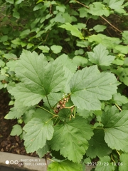 Physocarpus opulifolius