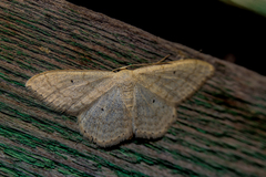 Scopula incanata