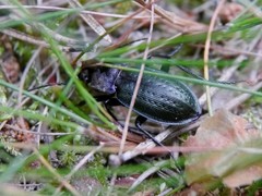 Carabus arvensis
