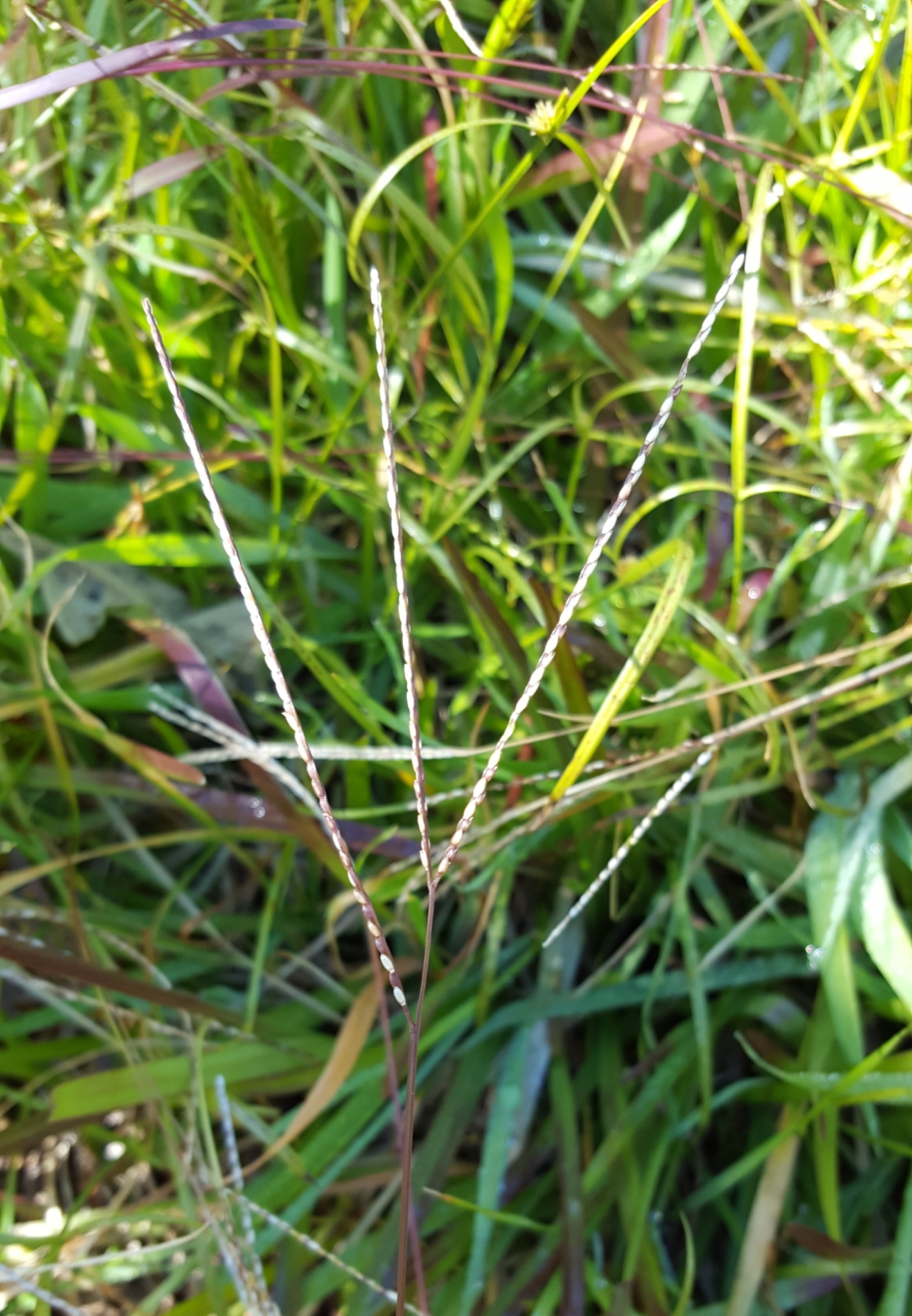 (c) François Rousseu, certains droits réservés (CC BY-NC) https://www.inaturalist.org/observations/89041617