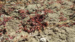 Crassula multicaulis