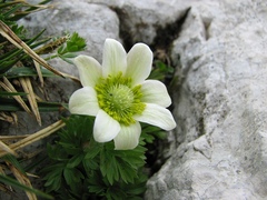 Anemonoides baldensis