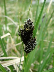 Carex parviflora