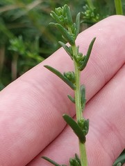 Artemisia campestris maritima