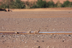 Pterocles coronatus