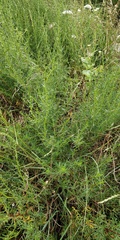 Artemisia campestris maritima