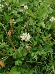 Trifolium repens