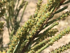 Arthrocaulon macrostachyum