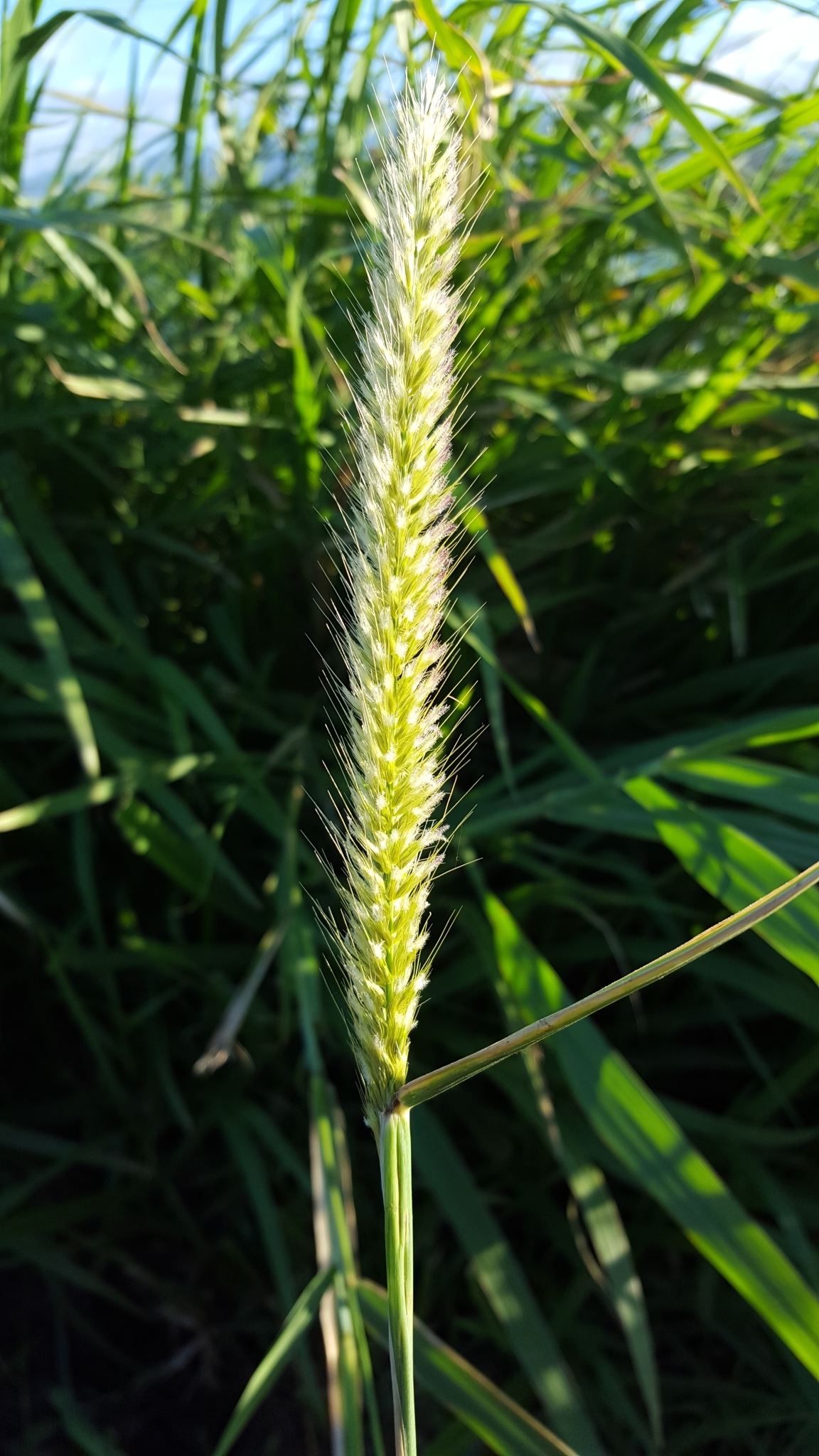(c) François Rousseu, certains droits réservés (CC BY-NC) https://www.inaturalist.org/observations/89041681
