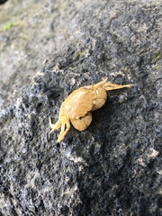 Hemigrapsus takanoi